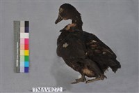 疣鼻栖鴨藏品圖，第4張
